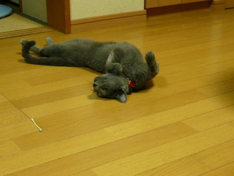 いつもの体勢から狙ってます。 いつもの体勢から狙ってます。