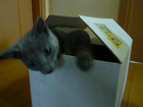 箱 ダイスキ♪ 箱 ダイスキ♪