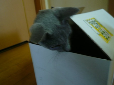 さっそく入ってます。 さっそく入ってます。