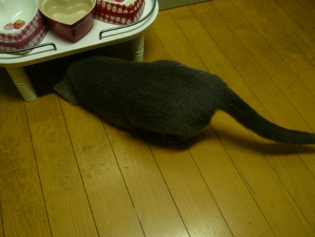 なんかいるの!? なんかいるの!?