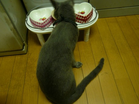 ↑ こっそり食べてる人 ↑ こっそり食べてる