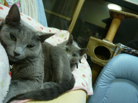 ねこでんしゃ(*´ェ`*)ポッ ねこでんしゃ(*´ェ`*)ポッ
