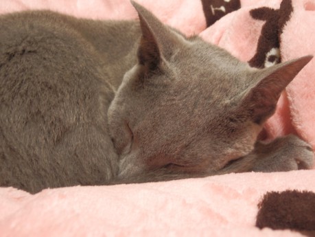 寒くてまるまるらぃちゃん 寒くてまるまるらぃちゃん